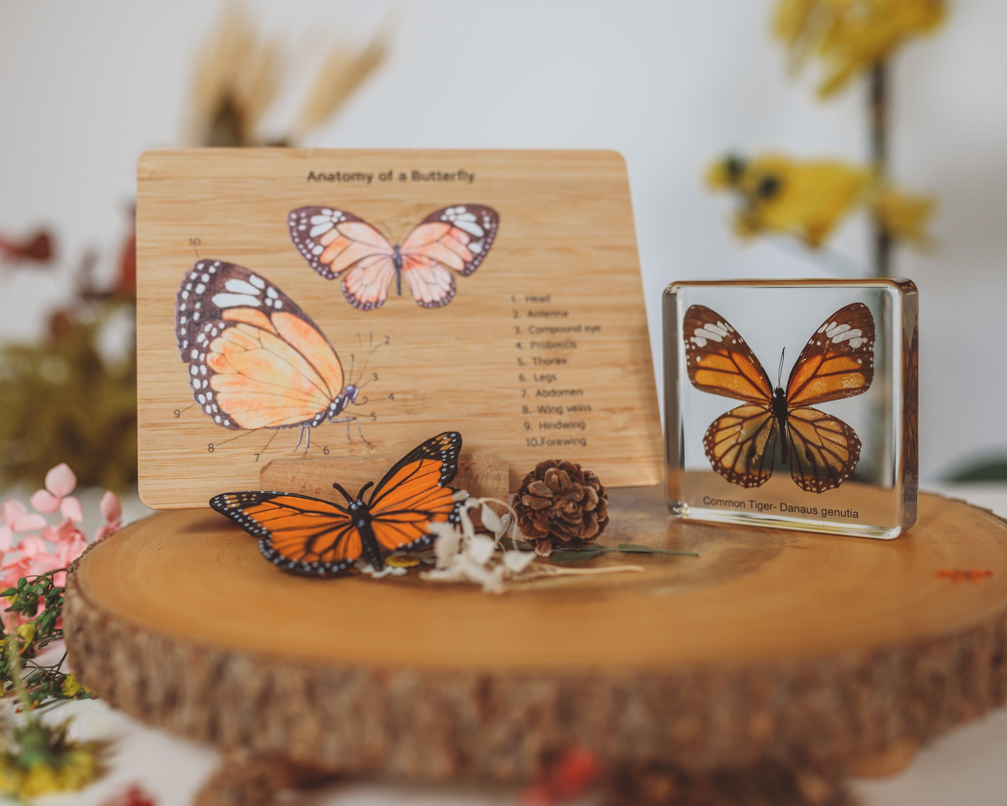 Butterfly Specimen (Free Shipping)