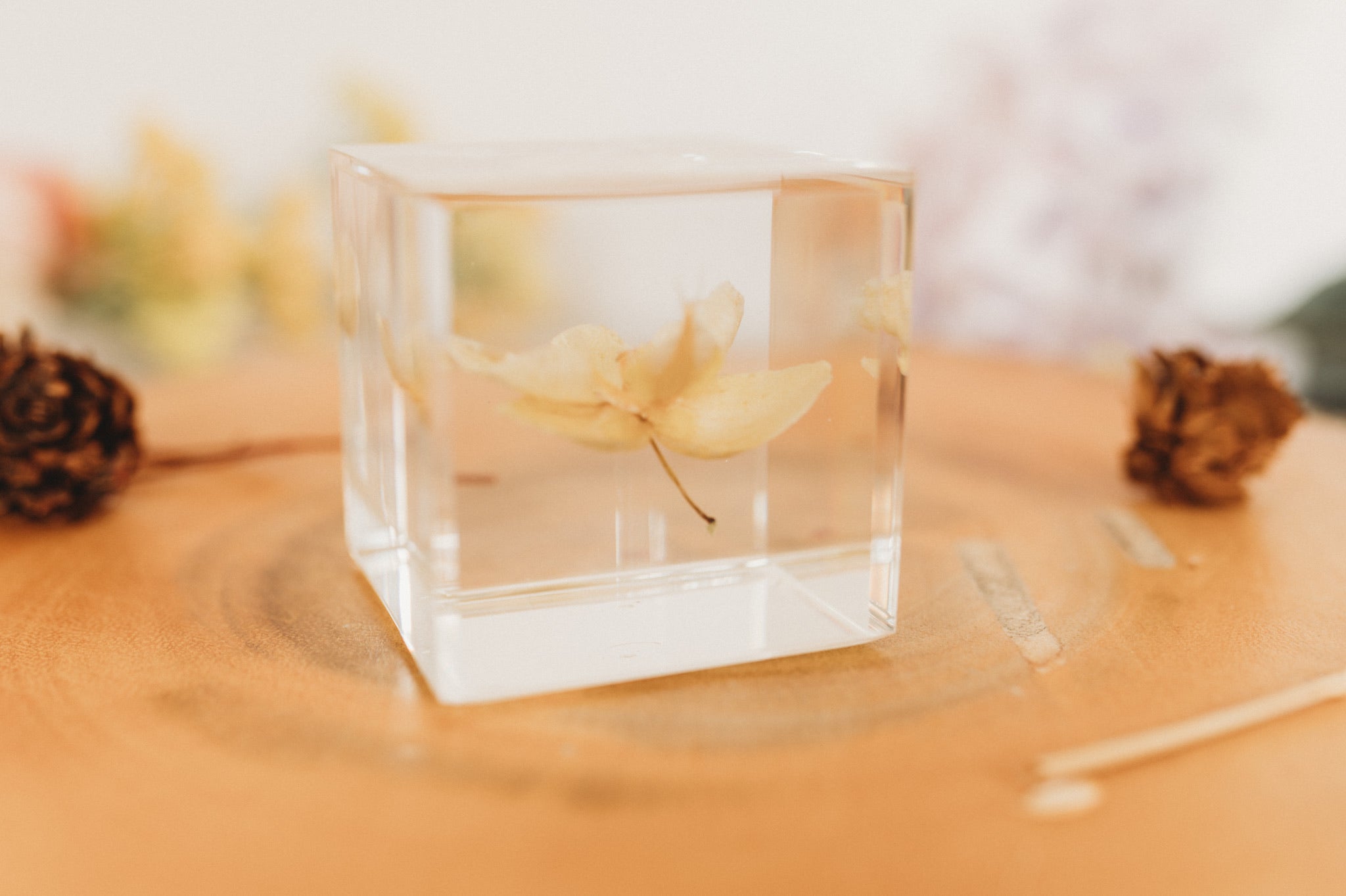 Orchid Yellow Cube (Free Shipping)