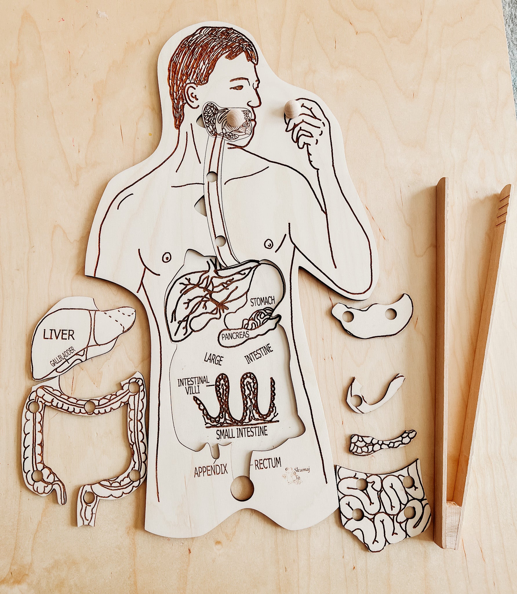 Digestive System Wooden Anatomy