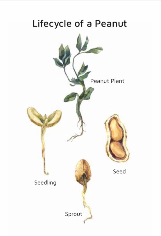 Peanut Lifecycle (pdf download only)