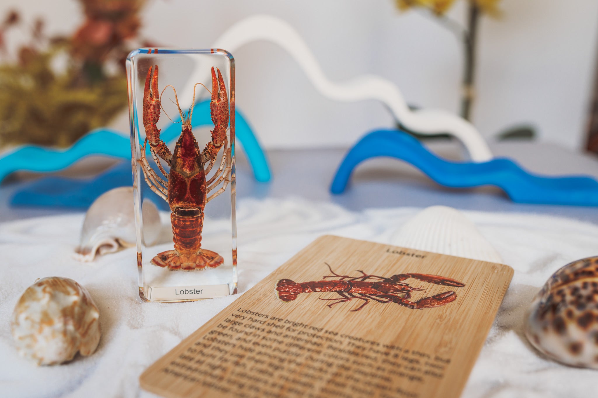 Lobster Specimen (Free Shipping) with printable anatomy