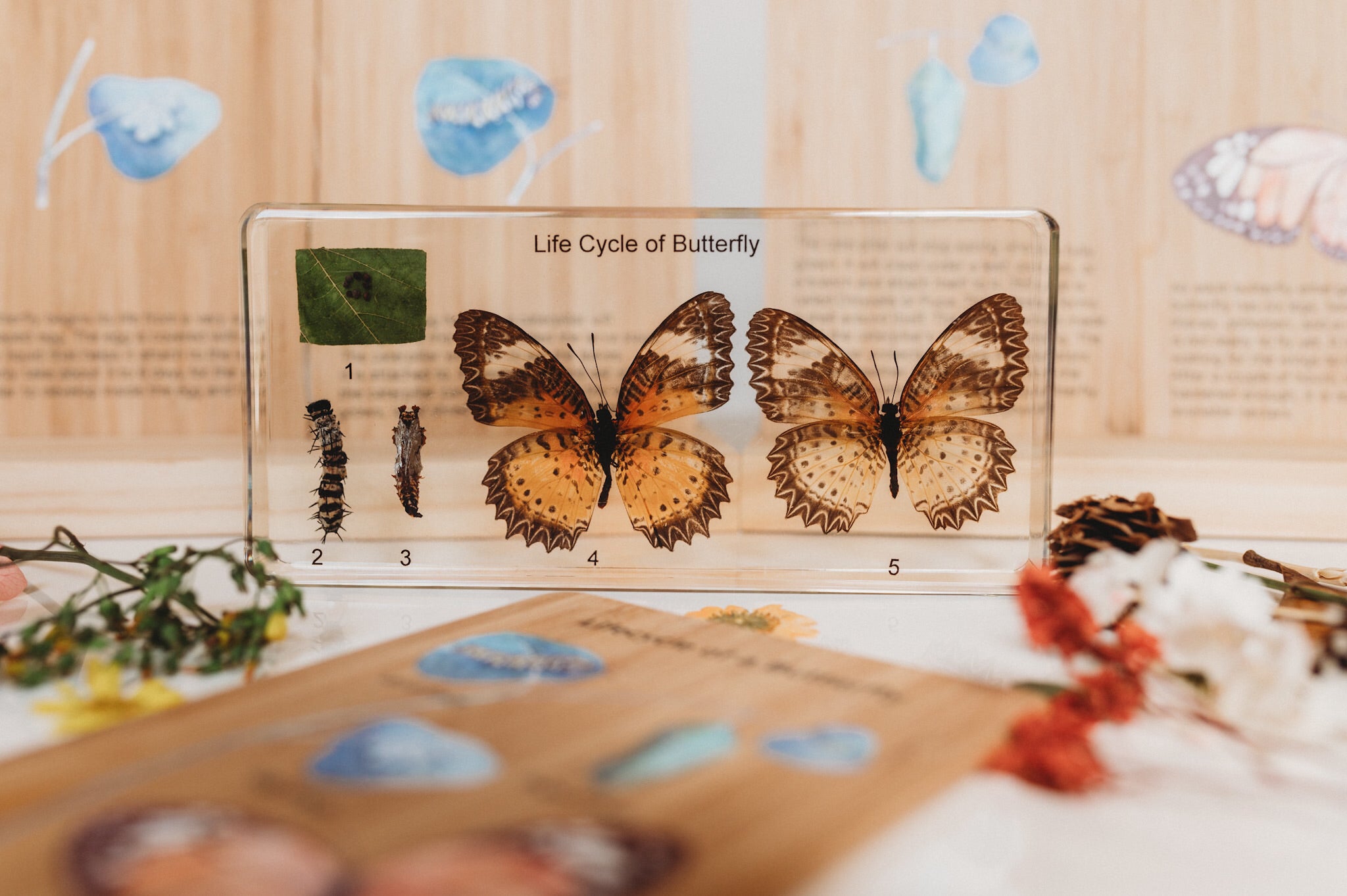 Butterfly Lifecycle Specimen (Free Shipping)
