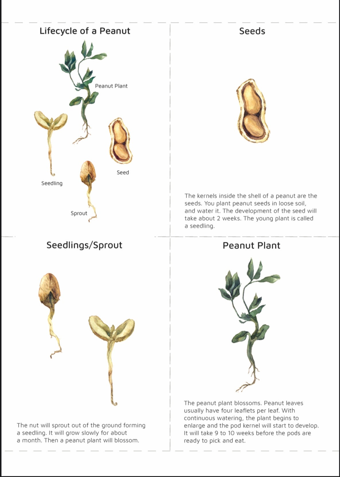 Peanut Lifecycle (pdf download only)
