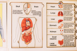 Human Anatomy Puzzle with Organ Descriptions