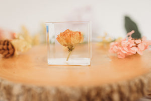 Peonies Cube (Free Shipping)