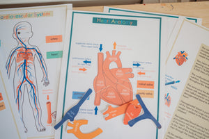 Cardiovascular System  (PDF File only)