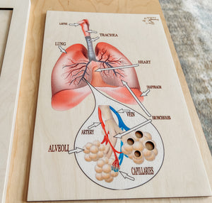 Respiratory System Wooden Anatomy