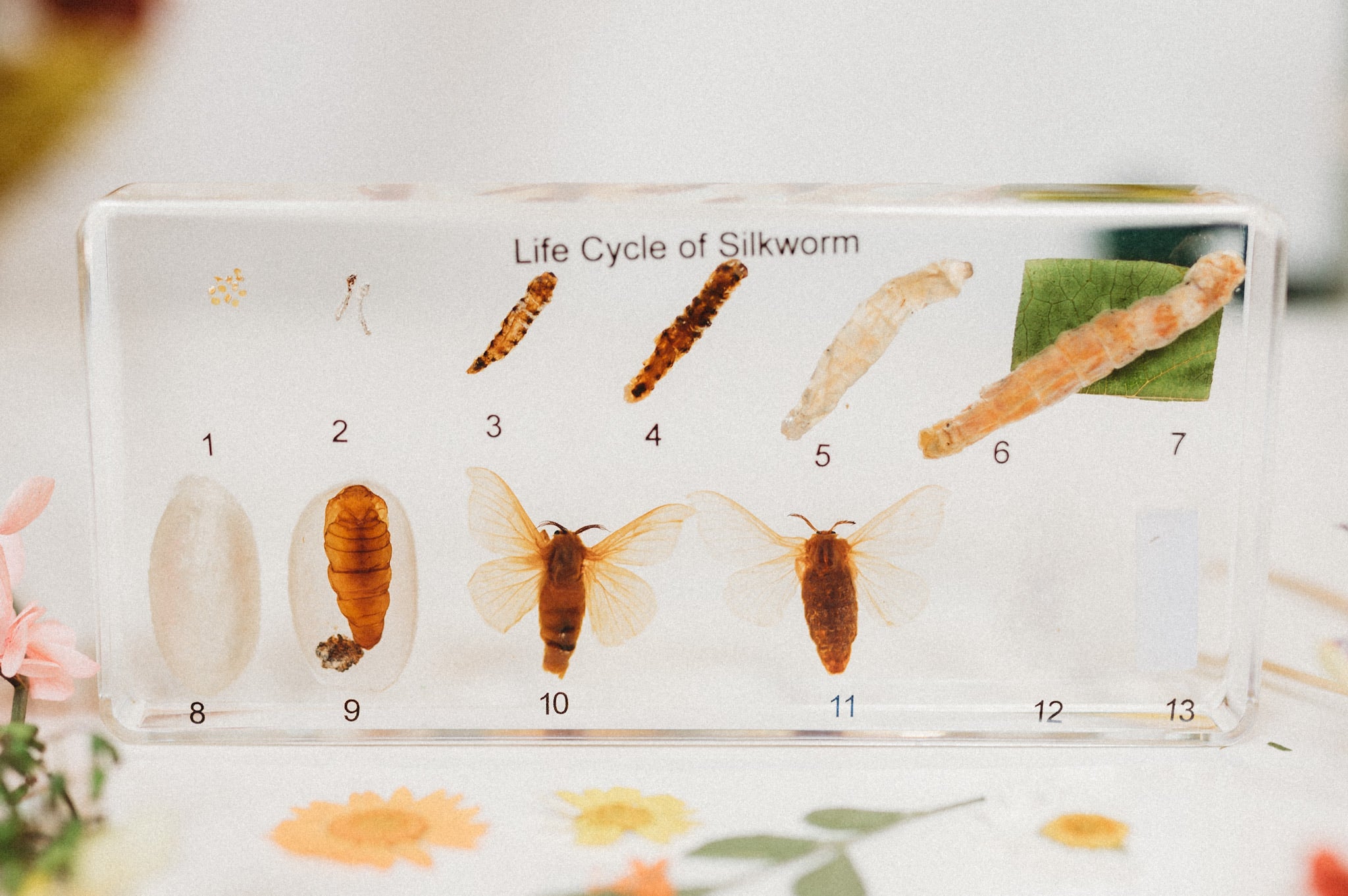 Silk Worm Lifecycle Specimen (Free Shipping)