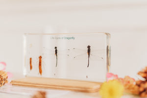 Dragonfly Lifecycle Specimen (Free Shipping)