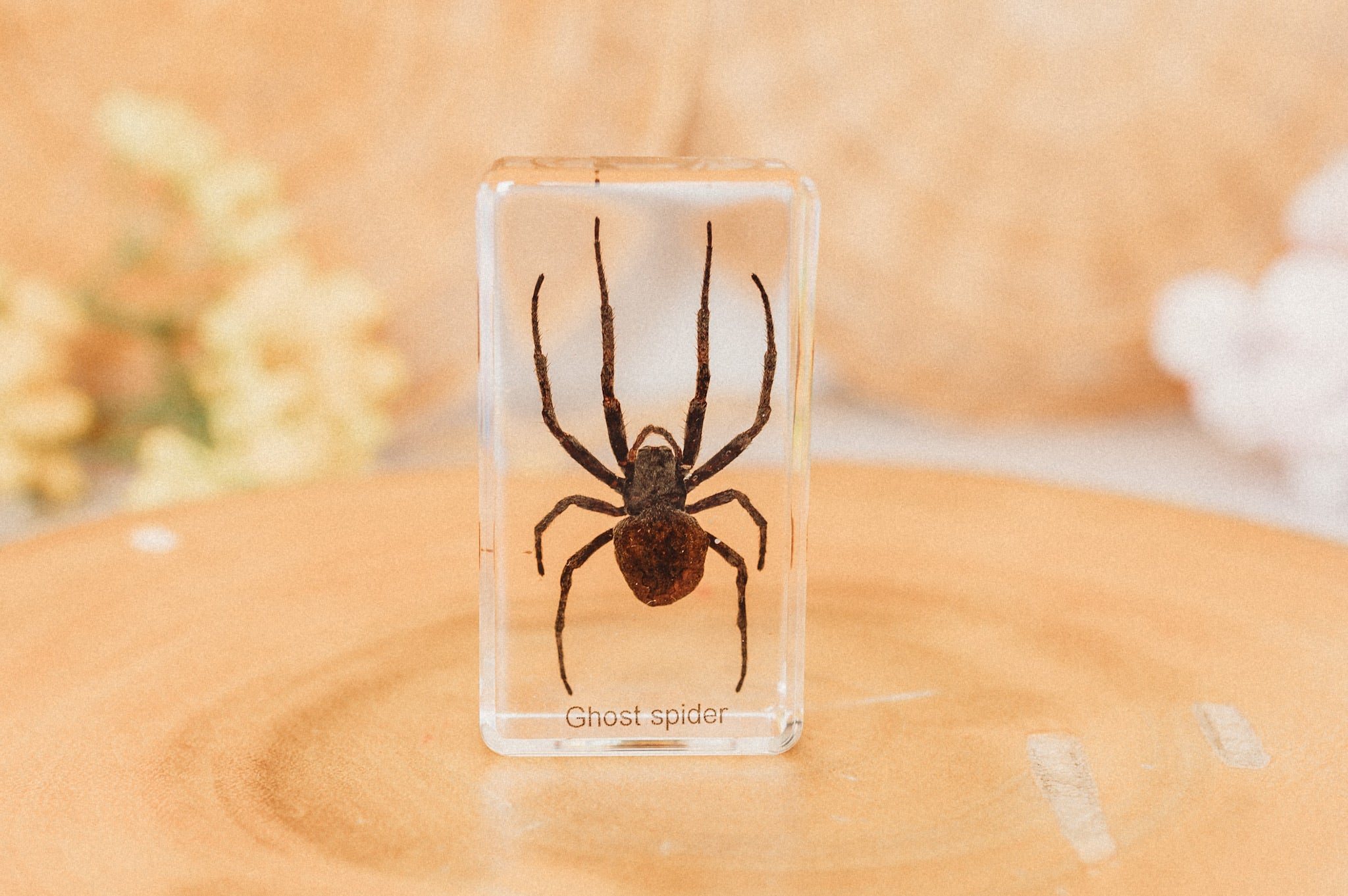 Ghost Spider Specimen (Free Shipping)