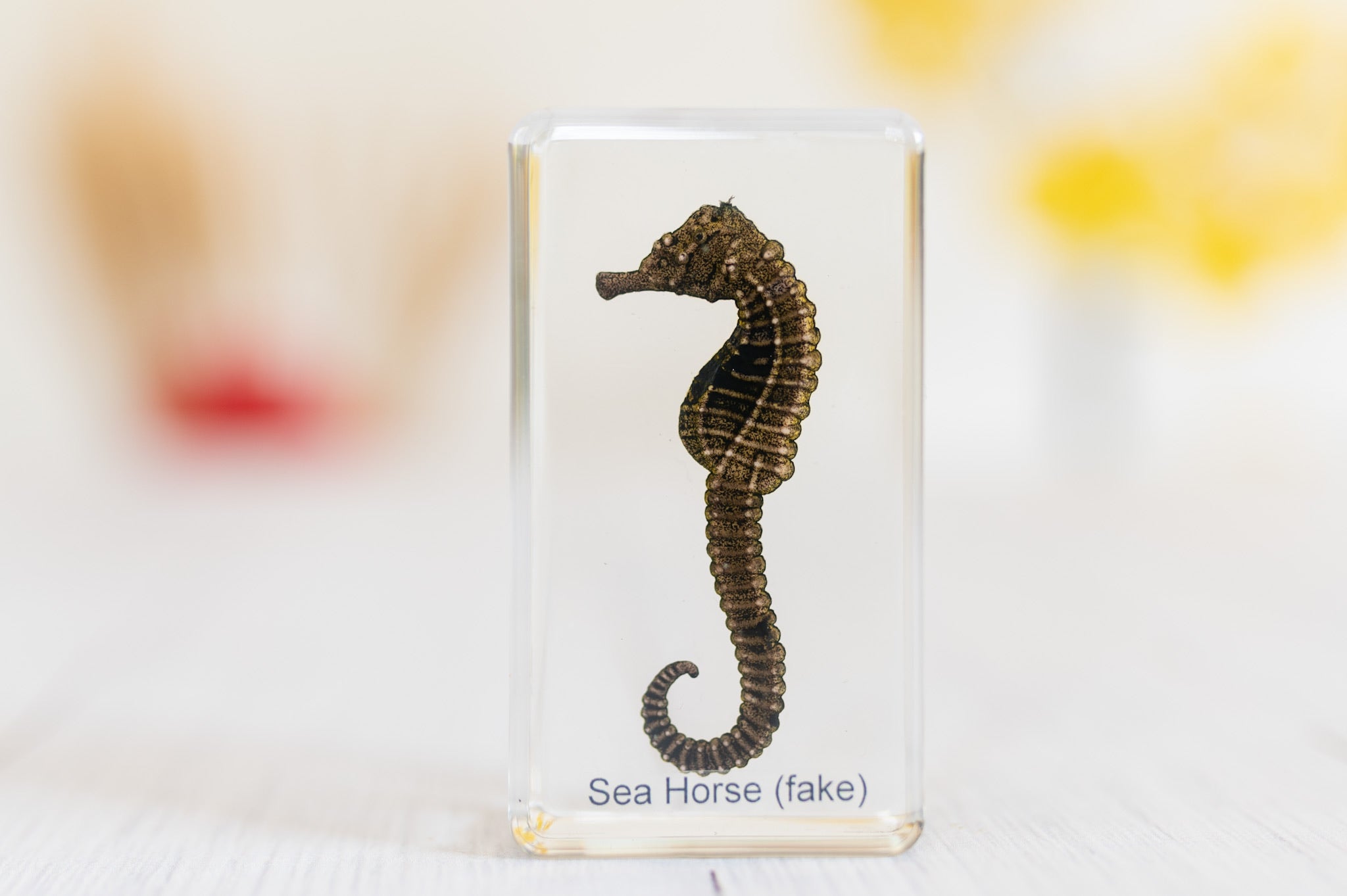 Sea Horse (fake) Specimen (Free Shipping)