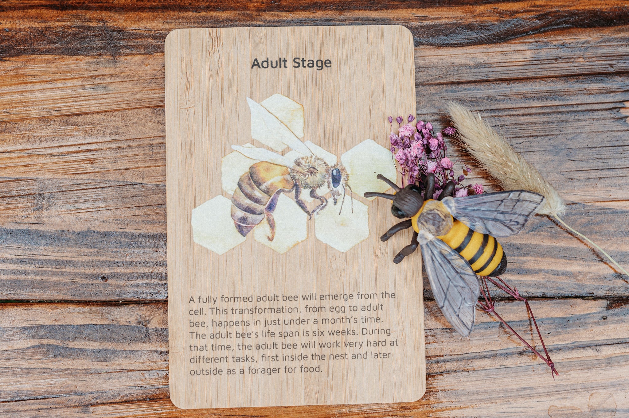 Bamboo Flash Card Bee Lifecycle (Free Shipping)