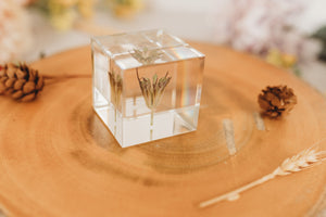 Fennel Flower Cube (Free Shipping)
