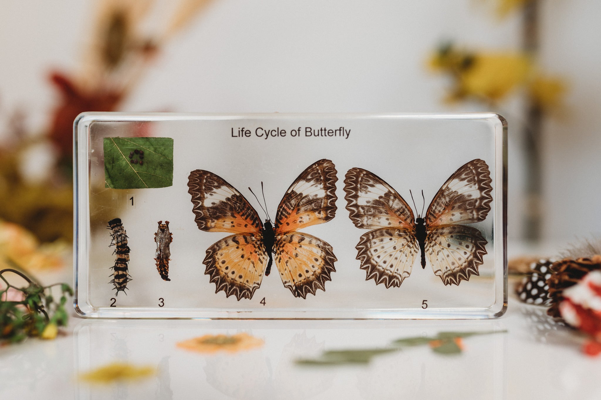 Butterfly Lifecycle Specimen (Free Shipping)