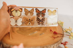 8 Butterfly Set (Free Shipping)